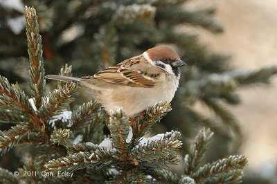 Sparrow, Eurasian Tree @ Nemuro