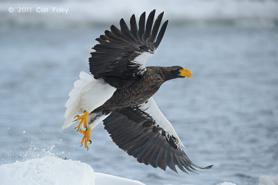 Eagle, Stellers Sea @ Rausu