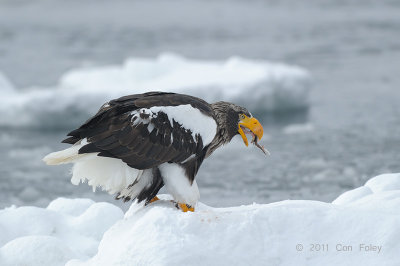 Eagle, Steller's Sea @ Rausu