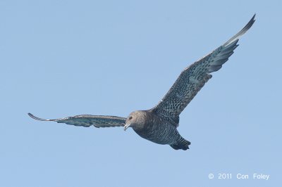 Pomarine, Artic @ Straits of Singapore