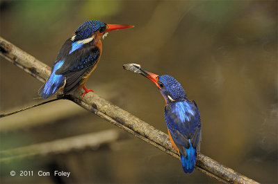 Kingfisher, Blue-eared (pair) @ Lower Peirce