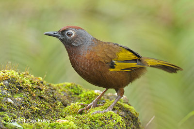 Laughingthrush, Chestnut-crowned