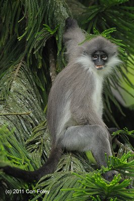 Langur, White-thighed @ Frasers Hill