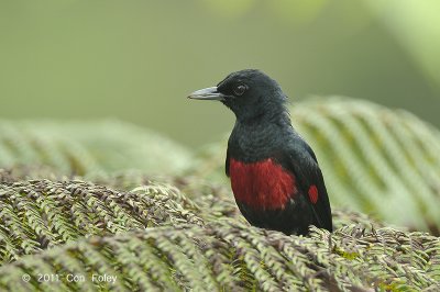 Oriole, Black-and-Crimson (male) @ Jelai Resort