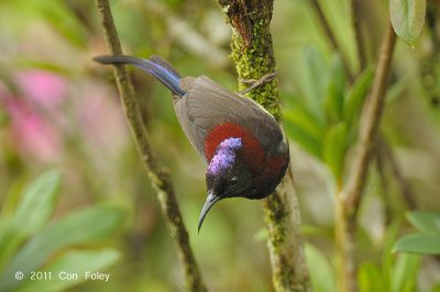 Sunbird, Black-throated (male) @ Jelai Resort