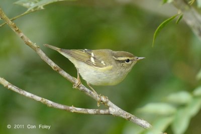 Warbler, Yellow-browed