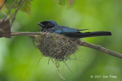 Drongo, Lesser Racket-tailed @ Hemmant Trail