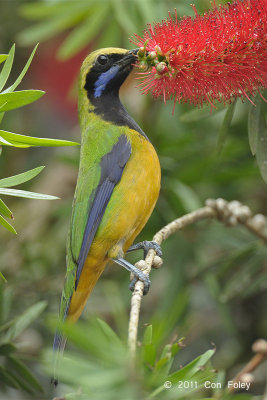 Leafbird, Orange-bellied (male) @ Jelai Resort