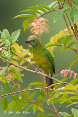 Leafbird, Orange-bellied (female) @ Jelai Resort