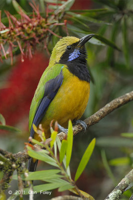Leafbird, Orange-bellied (male) @ Jelai Resort
