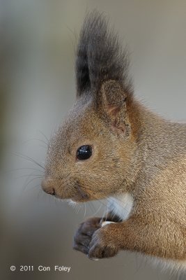 Squirrel, Hokkaio