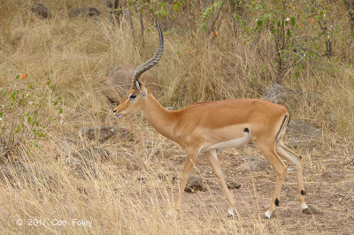 Impala (male)