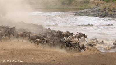 Wildebeest, Blue