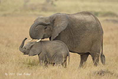 Elephant, African Bush