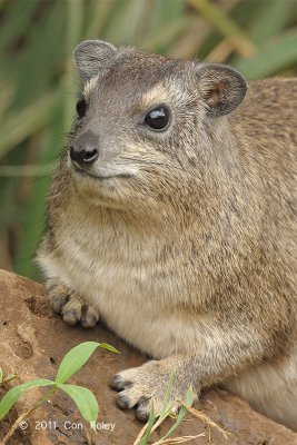 Hyrax, Yellow-spotted