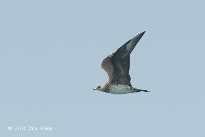 Skua, Arctic @ Straits of Singapore