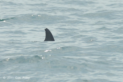 Indo-Pacific Bottlenose Dolphin @ Straits of Singapore