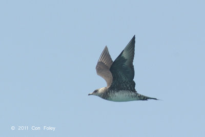 Skua, Arctic @ Straits of Singapore