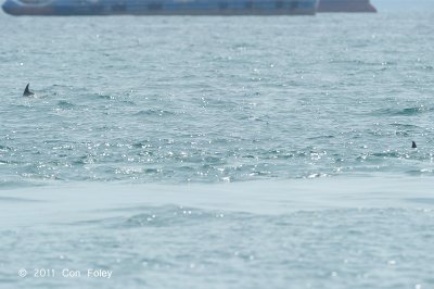 Indo-Pacific Bottlenose Dolphin @ Straits of Singapore