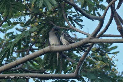 Treeswift, Grey-rumped (male & juv) @ Mandai