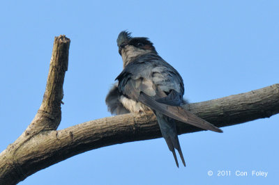 Treeswift, Grey-rumped (male) @ Mandai