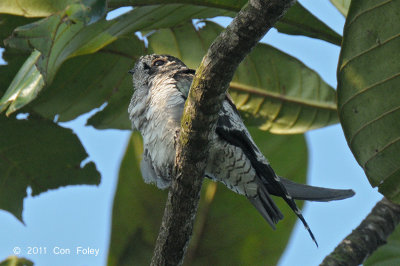 Treeswift, Grey-rumped (juv) @ Mandai