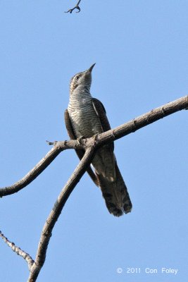 Cuckoo, Banded Bay