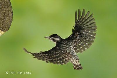 Woodpecker, Sunda Pygmy @ Buangkok