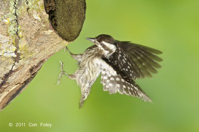 Woodpecker, Sunda Pygmy @ Buangkok