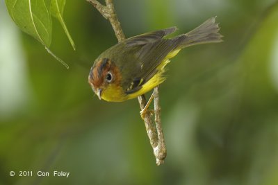 Warbler, Yellow-breasted