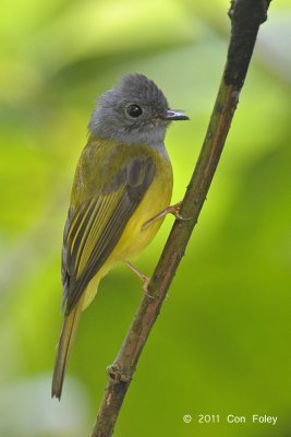 Flycatcher, Grey-headed Canary