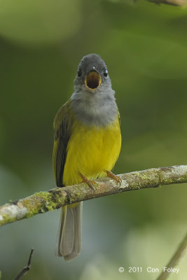 Flycatcher,Grey-headed Canary @ Cameron Highlands