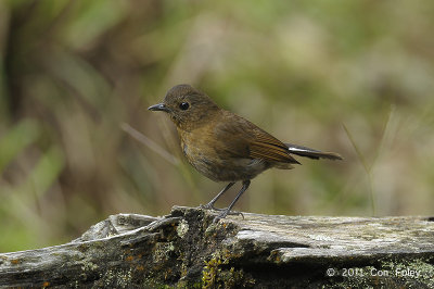 Robin, White-tailed (female) @ Cameron Highlands