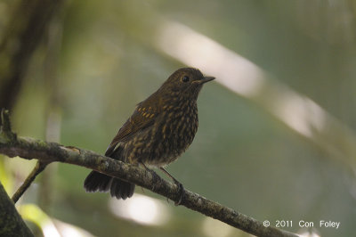 Robin, White-tailed (juv) @ Cameron Highlands