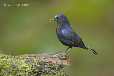 Robin, White-tailed (male) @ Cameron Highlands