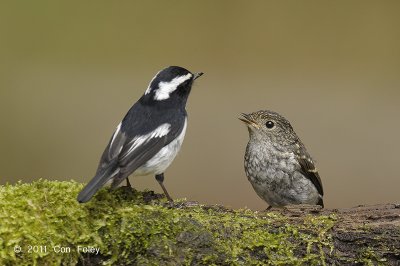 Flycatcher, Little Pied (male & juv) @ Cameron Highlands