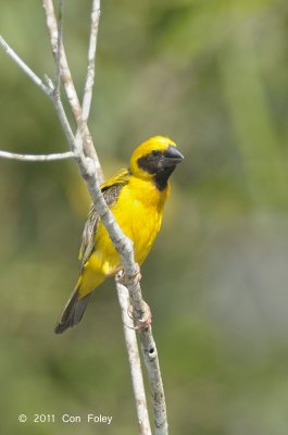 Weaver, Asian Golden (male) @ Tampines Eco Green