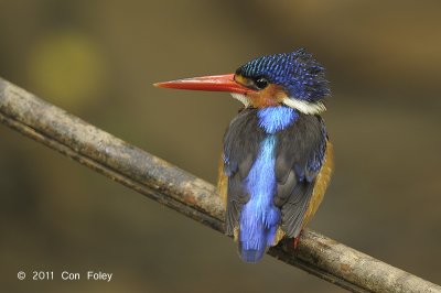 Kingfisher, Blue-eared (female) @ Lower Peirce