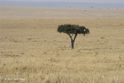 Acacia Tree with Cheetah