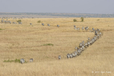 Plains with Zebra