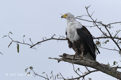 Eagle, African Fish