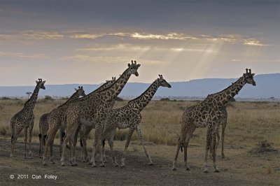 Giraffes near Sunset