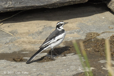 Wagtail, African Pied