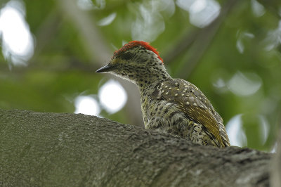 Woodpecker, Green-backed (male)