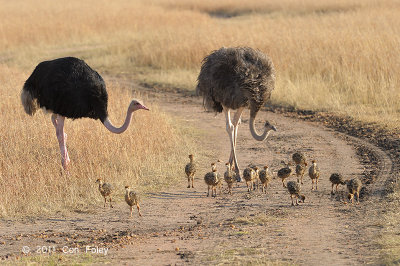 Ostrich, Common