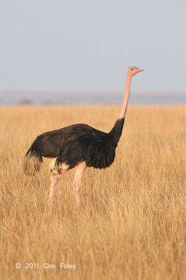 Ostrich, Common (male)