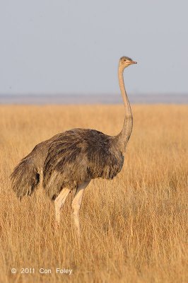 Ostrich, Common (female)
