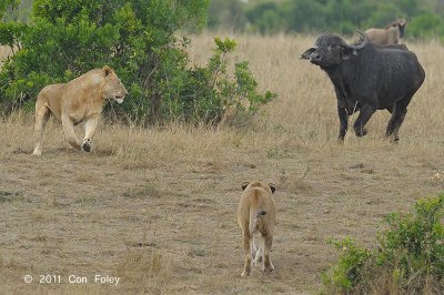 Buffalo, Cape