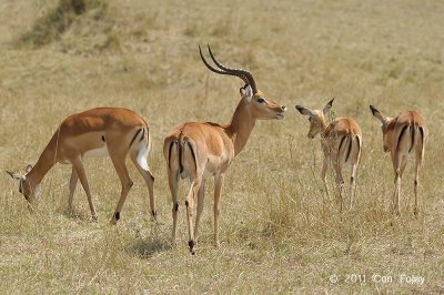 Impala (male with females)