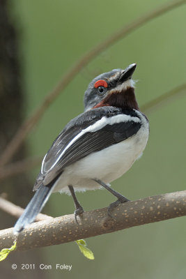Wattle-eye, Brown-throated (female)